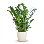 Zamioculcas zamiifolia (Glücksfeder) im weißen Potter-Übertopf – Ø 21 cm, 80 cm hoch