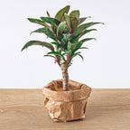 Cordyline fruticosa 'Purple Compacta' (Dracaena) – Ø6 cm