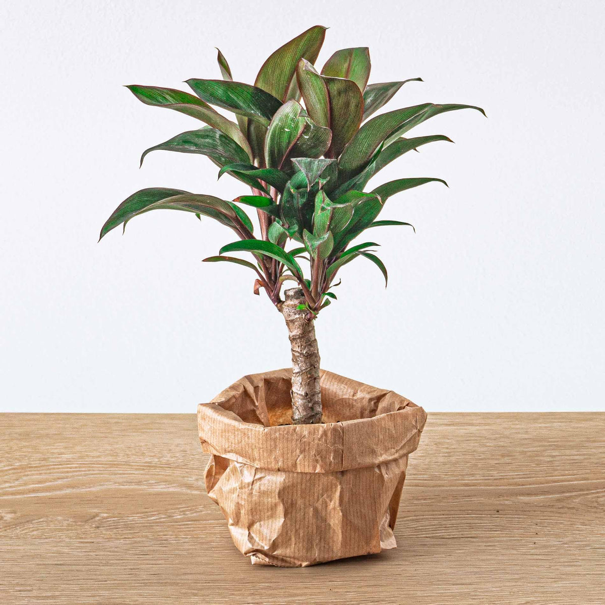 Cordyline fruticosa 'Purple Compacta' (Dracaena) – Ø6 cm – photo 3