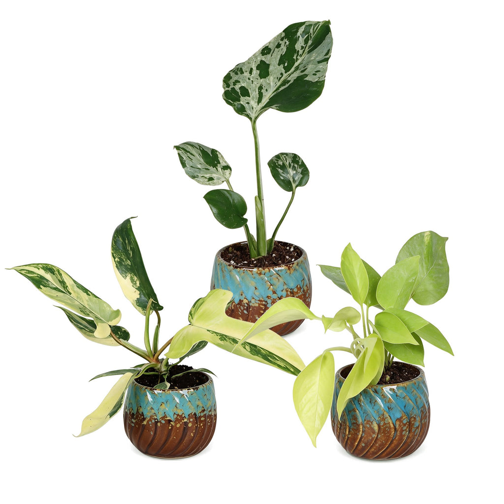 3× Baby Plants Tropical Mix incl. Copper Reef – Ø6 cm, 10–15 cm tall – photo 2
