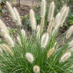 Pennisetum alop. 'Little Bunny' (Lampenputzergras) – Ø11 cm, 15–25 cm hoch