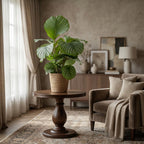 Calathea orbifolia med tangkurv – Ø21 cm, 65 cm høj