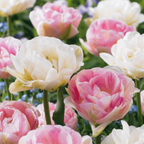 Tulpe 'Double Sensation' – 24 Blumenzwiebeln (Zwiebelgröße 11/12)