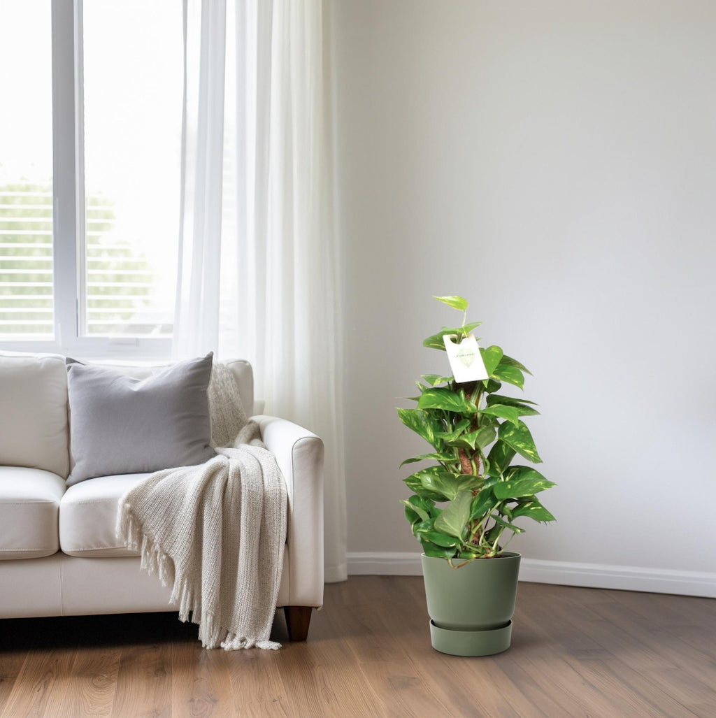 Epipremnum Pinnatum 60cm (scindapsus) – Ø15 cm, 60 cm hoog
