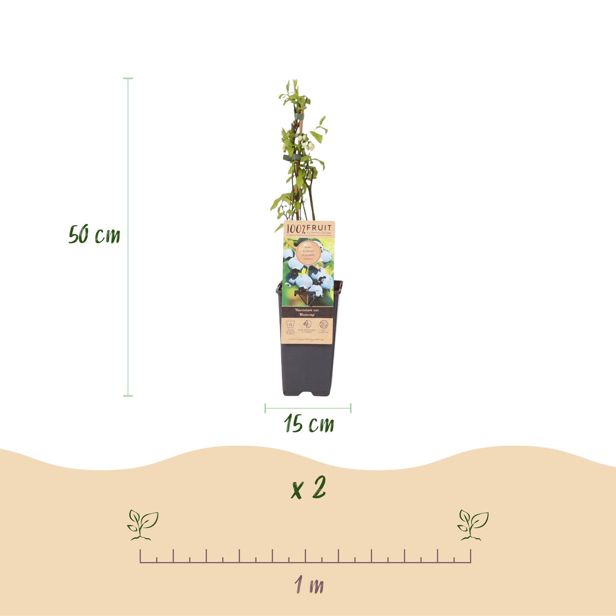 Vaccinium corymbosum 'Bluecrop' (bosbes) – 2 planten, Ø15 cm, 50 cm hoog – foto 3