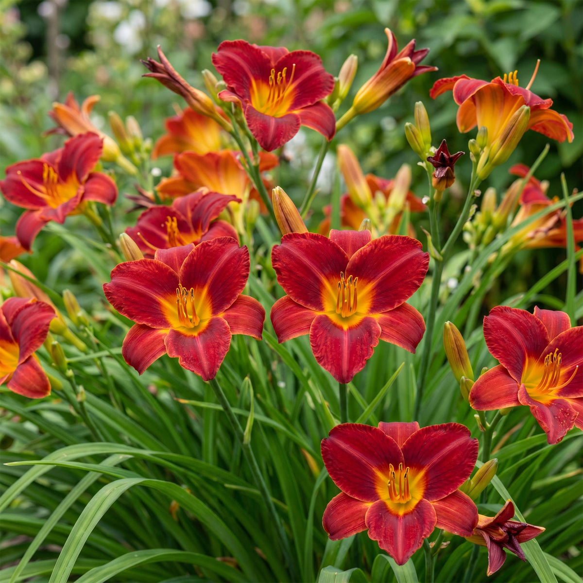 Hemerocallis 'Autumn Red' (Taglilie) – rot – 12 Pflanzen, Ø 11 cm, 15–25 cm hoch