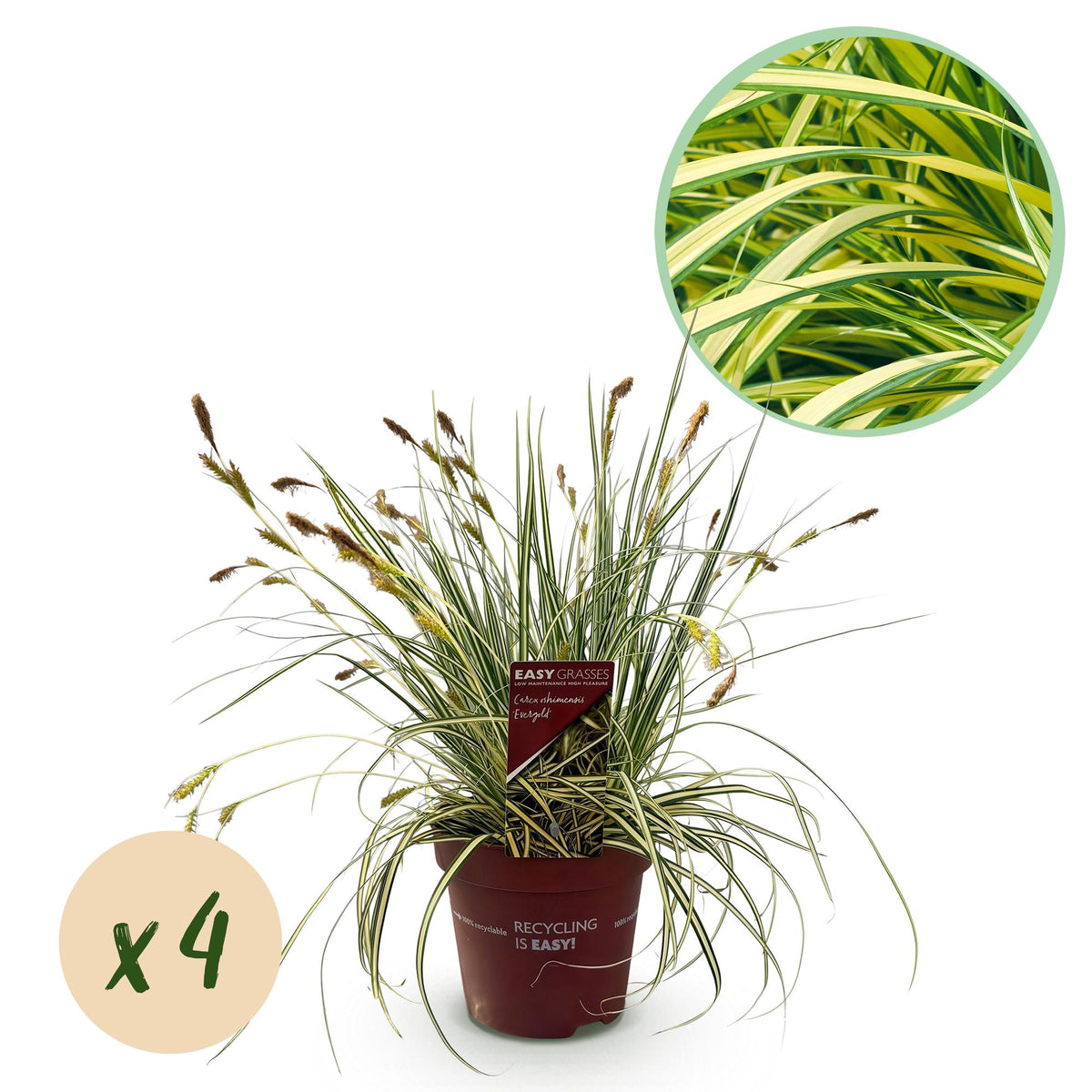 Carex oshimensis 'Evergold' (zegge) – 4 planten, Ø17 cm, 50 cm hoog