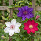 Clematis 'Tricolour' (driekleurige bosrank) – paars-roze-wit – 6 planten, Ø9 cm, 35 cm hoog