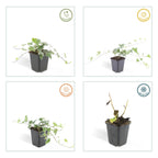 Hedera helix 'Glacier' (ivy) – 60 plants, Ø9 cm, 10–25 cm high