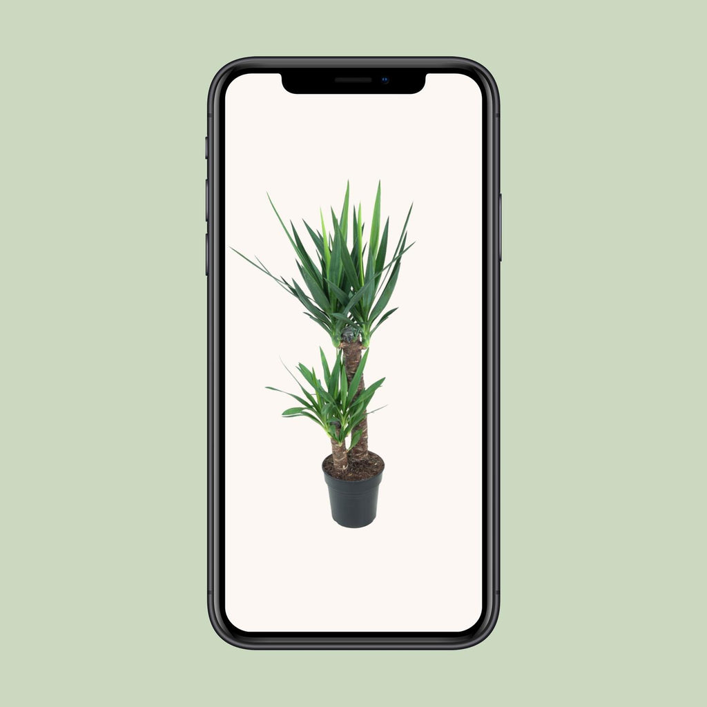Yucca elephantipes – Ø21 cm, 100 cm hoog – art. 12149