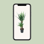 Yucca elephantipes – Ø21 cm, 100 cm hoog – art. 12149