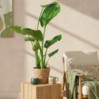 2× Stelitzia nicolai (Strelitzia) met mand – Ø17 cm, 70–90 cm hoog