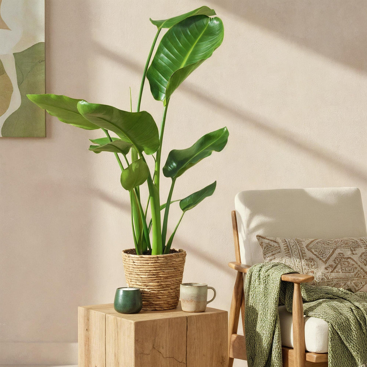 2× Stelitzia nicolai (Strelitzia) met mand – Ø17 cm, 70–90 cm hoog