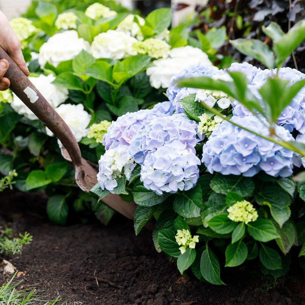 Hydrangea 'Forever &amp; Ever' (hortensia) – blå – Ø23 cm, 55 cm høj – billede 5
