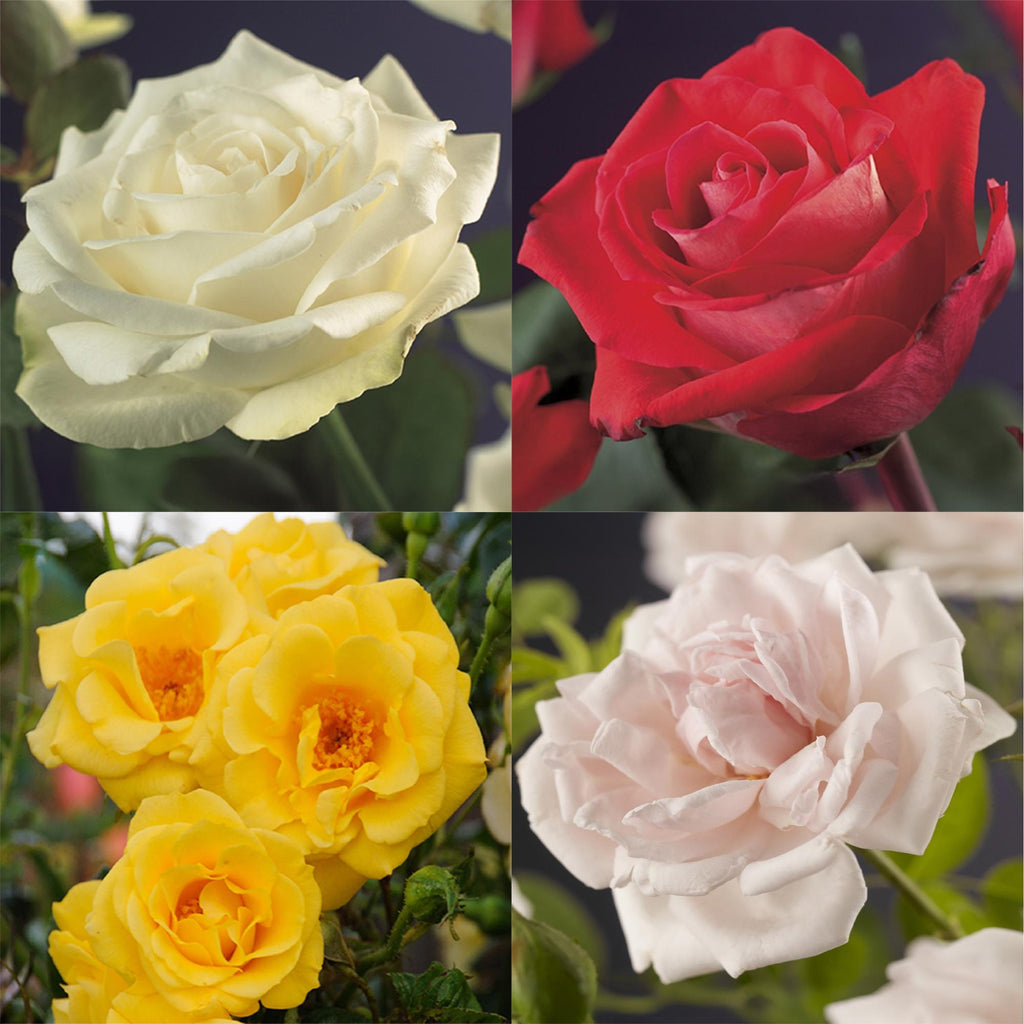 Rosa 'Rainbow' (Blüten rosa weiß gelb rot) – 4 Pflanzen, Ø11 cm, 40 cm hoch – Bild 4