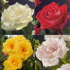 Rosa 'Rainbow' (Blüten rosa weiß gelb rot) – 4 Pflanzen, Ø11 cm, 40 cm hoch