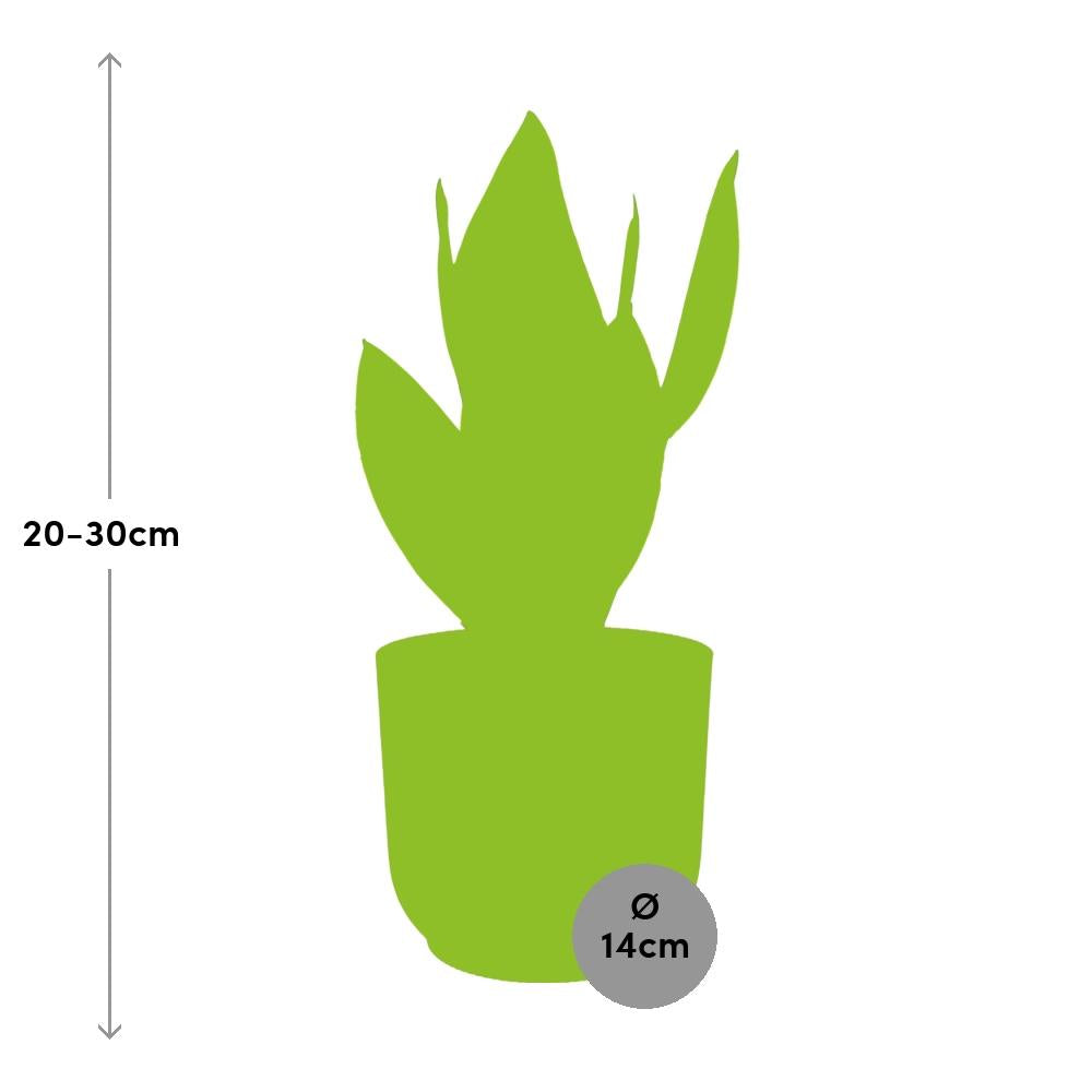 Sansevieria Futura Superba im ELHO Vibes Fold 14 cm rosa (Bogenhanf) – 40 cm hoch – Bild 3