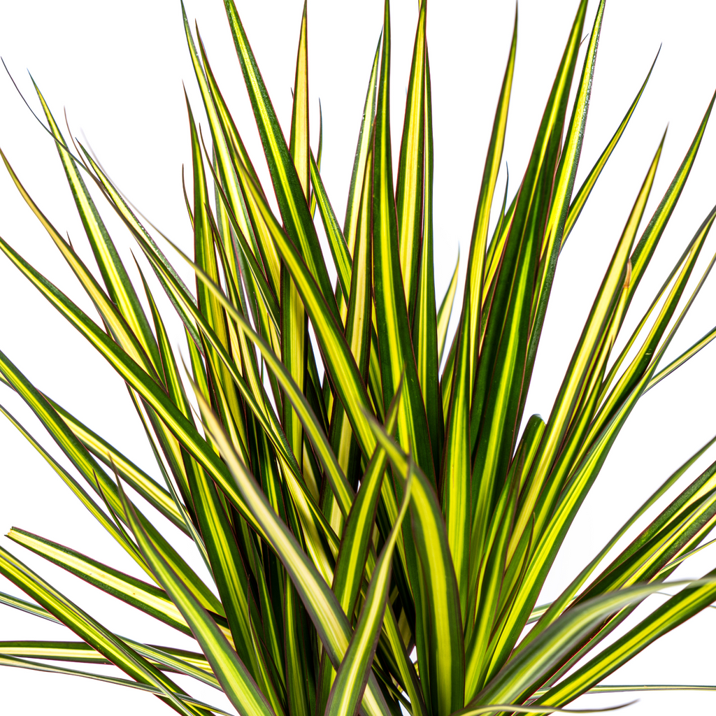 Dracaena marginata Sunray (dragetræ) – Ø17 cm, 60–80 cm høj