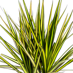 Dracaena marginata Sunray (dragetræ) – Ø17 cm, 60–80 cm høj