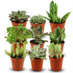 9× Vetplanten – Ø6 cm, 5–10 cm hoog