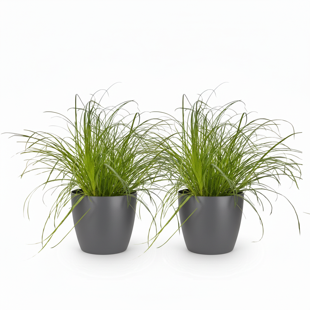 2× Cyperus alternifolius Zumula (sivgræs) i grå lerkrukke – Ø12 cm, 20 cm høj