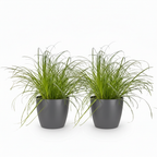 2× Cyperus alternifolius Zumula (sivgræs) i grå lerkrukke – Ø12 cm, 20 cm høj