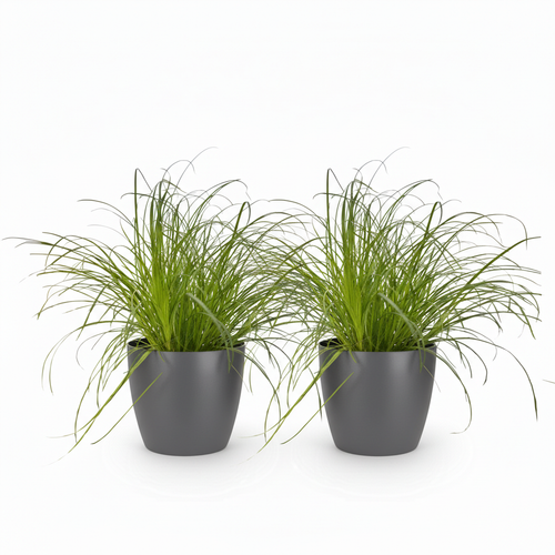 2× Cyperus alternifolius Zumula (cyperusgras) in Potter-sierpot grijs – Ø12 cm, 20 cm hoog