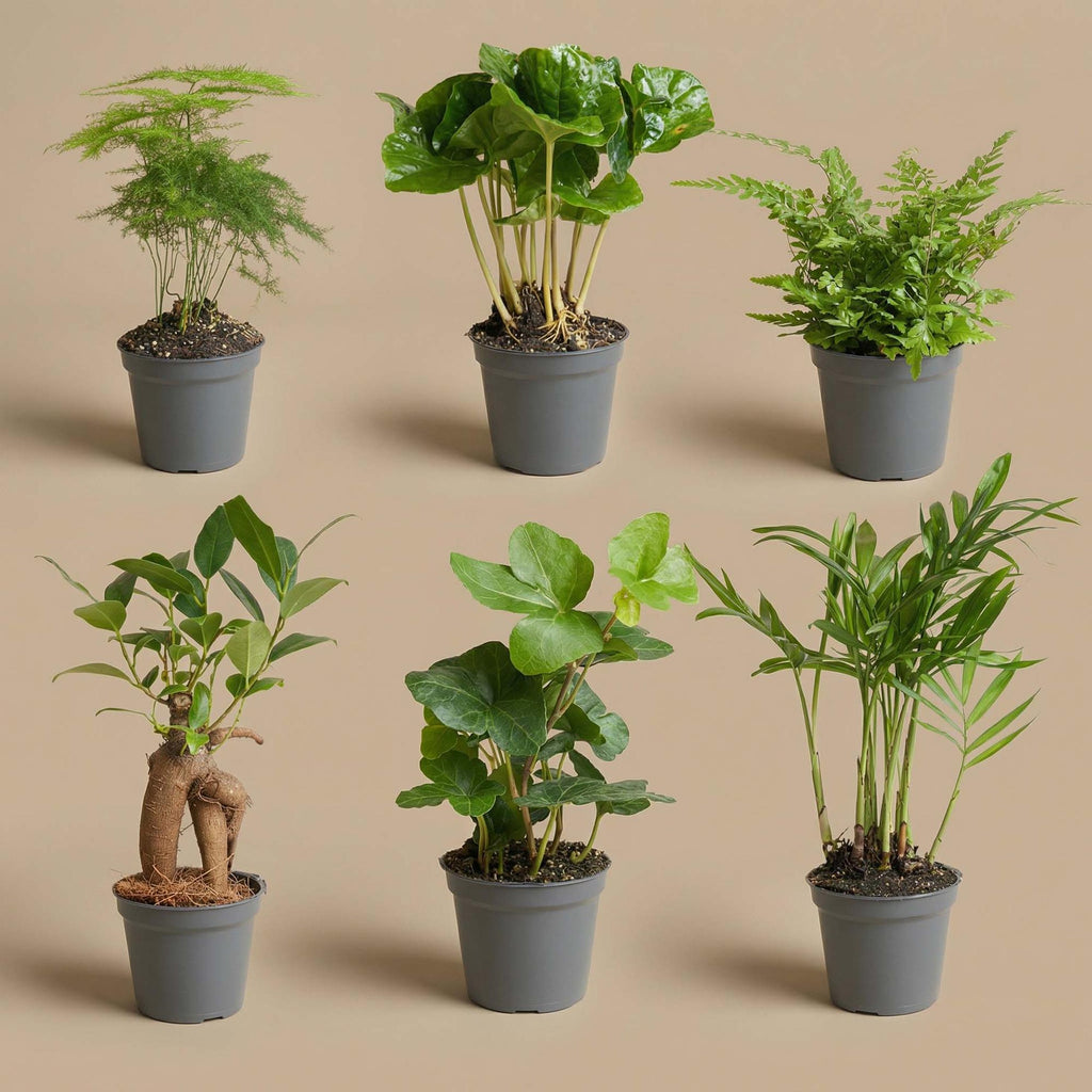 Plantenmix – Ø6 cm
