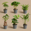 Plantenmix – Ø6 cm