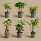Plantenmix – Ø6 cm