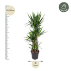 Yucca Elephantipe – Ø34 cm, 180 cm hoog