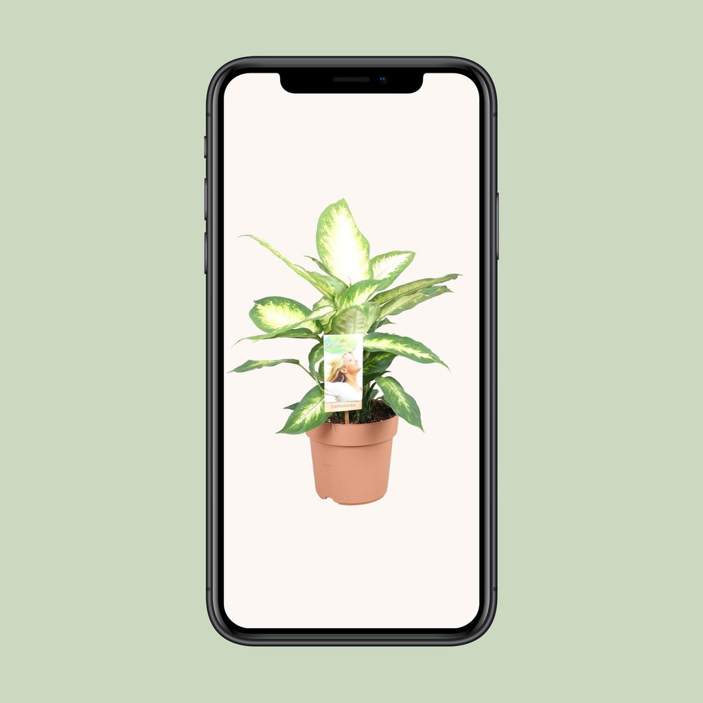 Dieffenbachia Camilla – Ø17 cm, 45 cm hoog