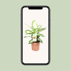 Dieffenbachia Camilla – Ø17 cm, 45 cm hoog