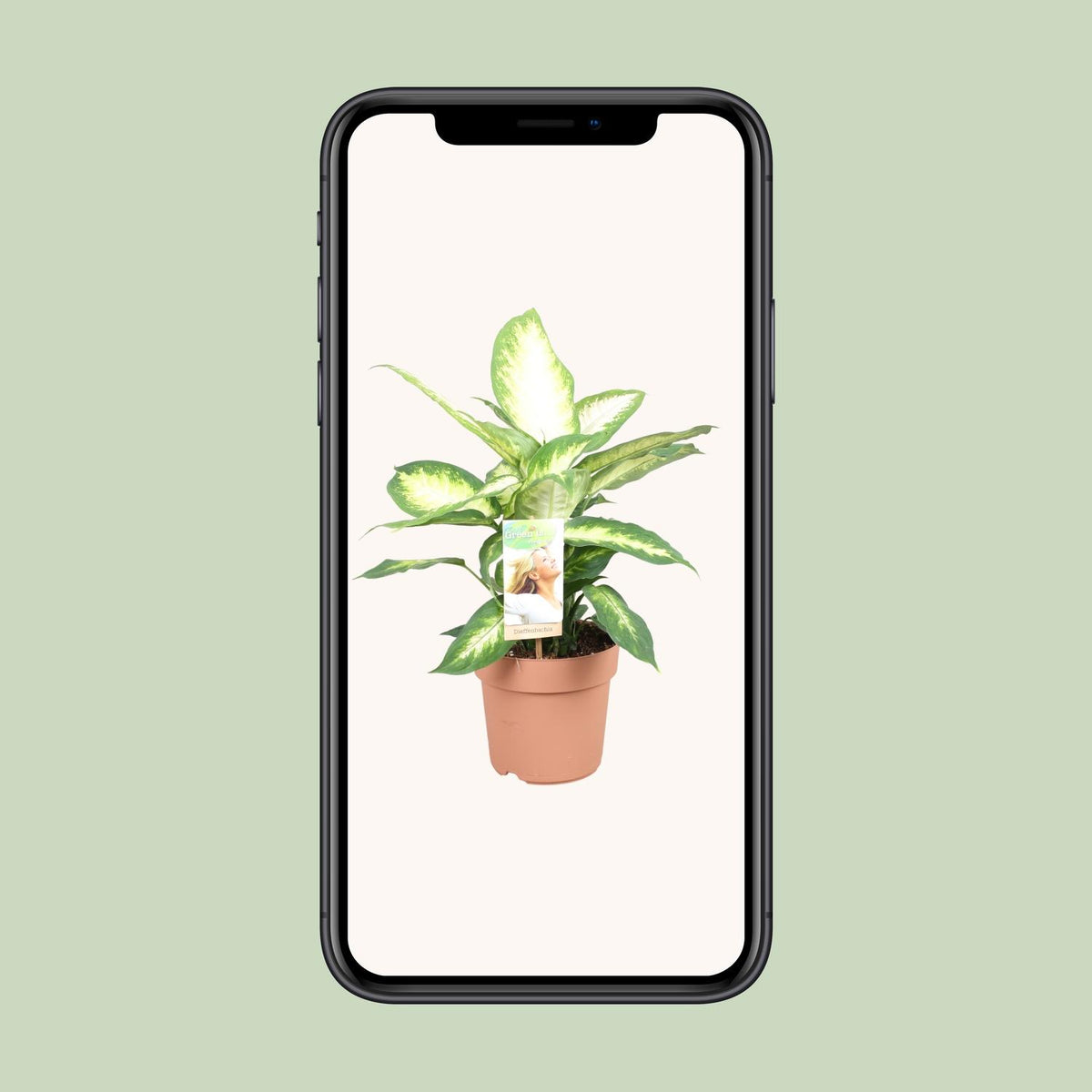 Dieffenbachia Camilla – Ø17 cm, 45 cm hoog
