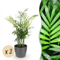 2× Goldene Palme (Dypsis) im grauen Pflanzgefäß – Ø 12 cm, 15 cm hoch