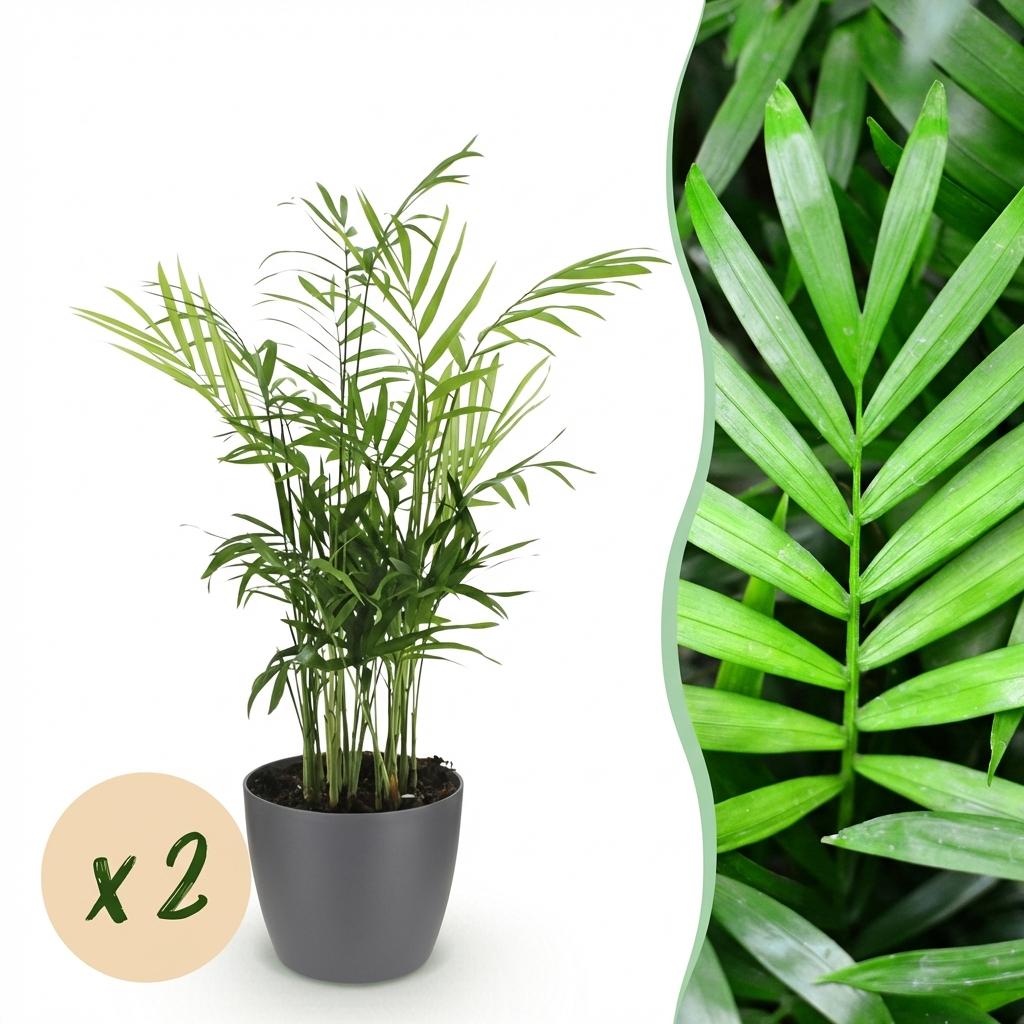 2× Goudpalm (Dypsis) in Potter-sierpot grijs – Ø12 cm, 15 cm hoog
