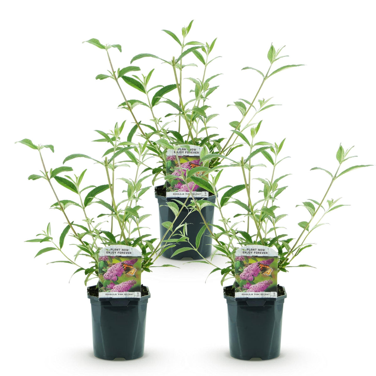 Buddleja davidii 'Pink Delight' (vlinderstruik) – roze – 3 planten, Ø17 cm, 45 cm hoog