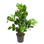 Clusia Rosea – Ø24 cm, 100 cm hoog