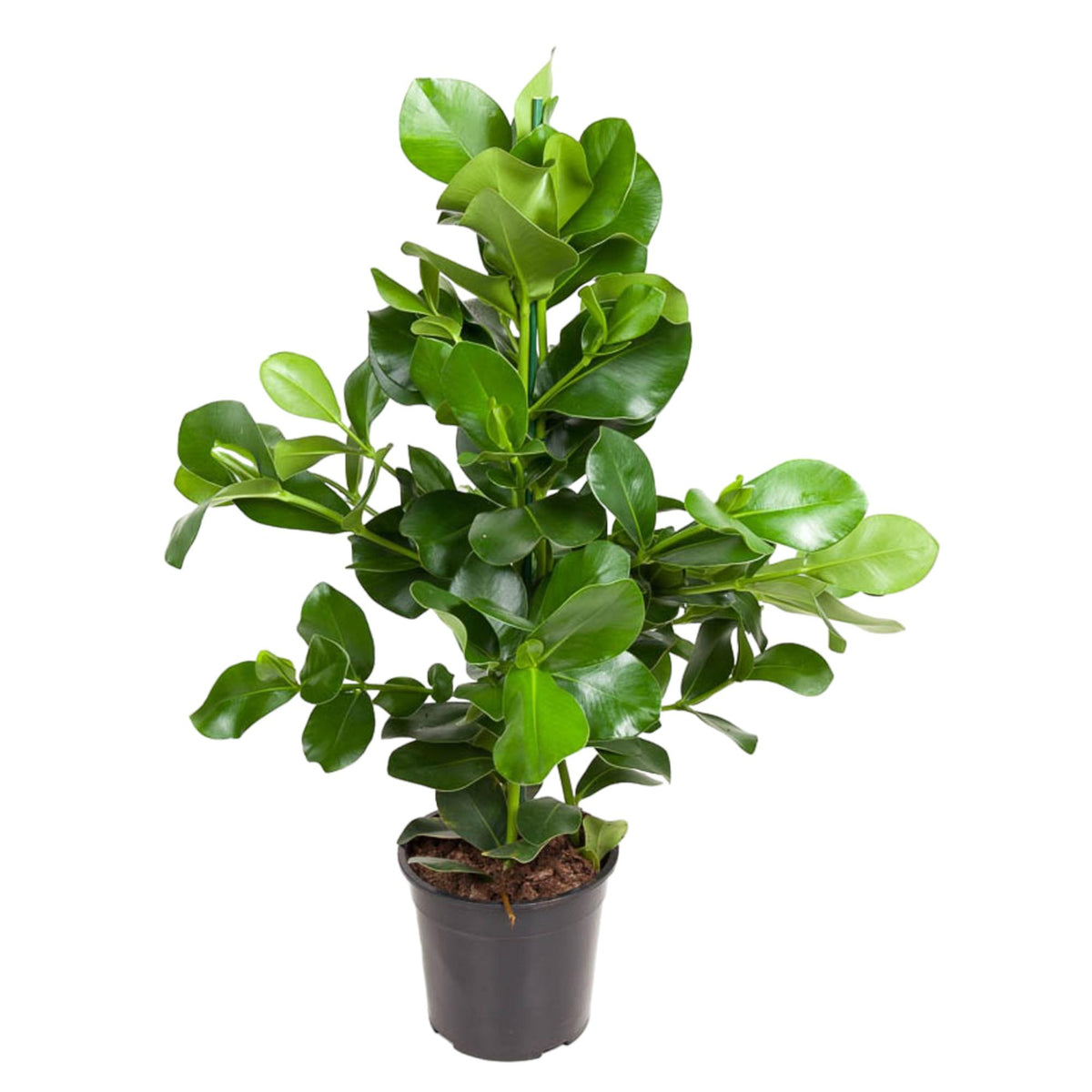 Clusia Rosea – Ø24 cm, 100 cm hoog