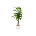 Pachira aquatica (geldboom) in Vibes Fold Round-sierpot wit – Ø30 cm, 160 cm hoog