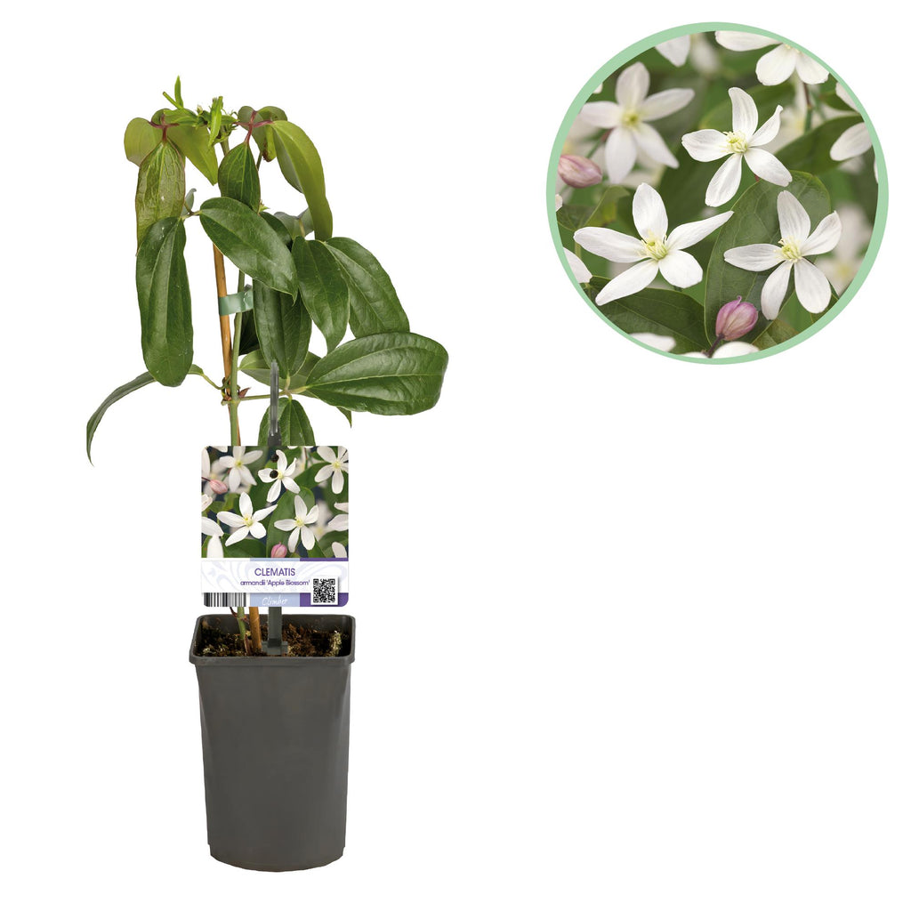 Clematis armandii 'Apple Blossom' (bosrank) – roze – Ø11 cm, 40 cm hoog