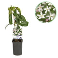 Clematis armandii 'Apple Blossom' (bosrank) – roze – Ø11 cm, 40 cm hoog