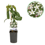 Clematis armandii 'Apple Blossom' (bosrank) – roze – Ø11 cm, 40 cm hoog