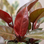 Philodendron Zonrood – Ø6 cm, 10 cm de haut