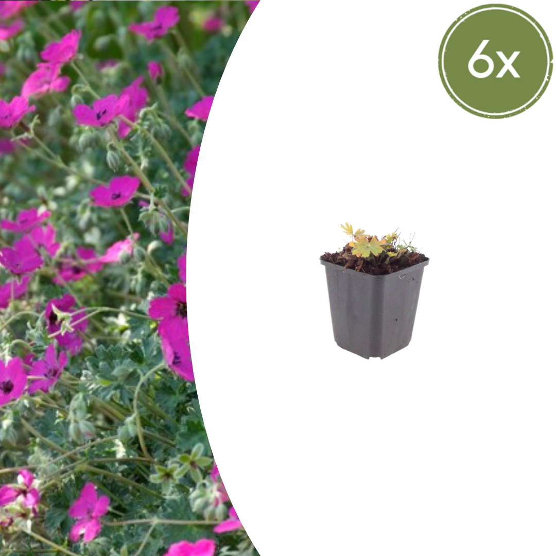 Geranium sanguineum 'Max Frei' (Storchschnabel) – 6 Pflanzen, Ø9 cm, 10–25 cm hoch