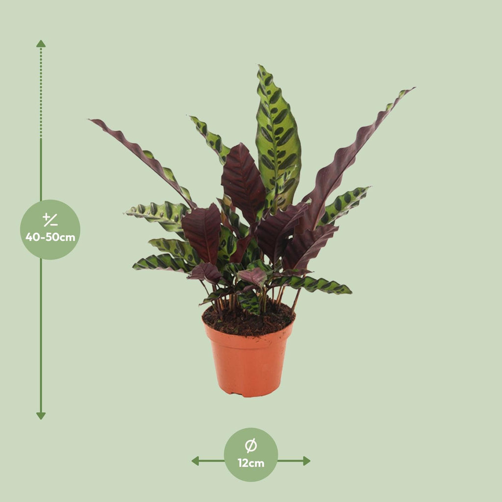Calathea Insignis – Ø 12 cm, 30 cm hoch