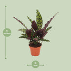 Calathea Insignis – Ø 12 cm, 30 cm hoch