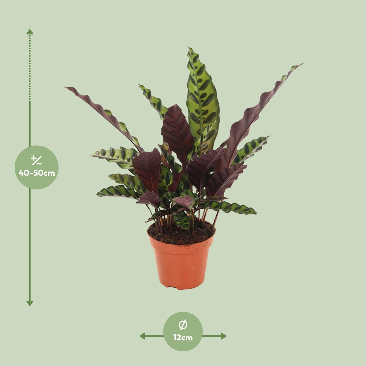 Calathea Insignis – Ø 12 cm, 30 cm hoch