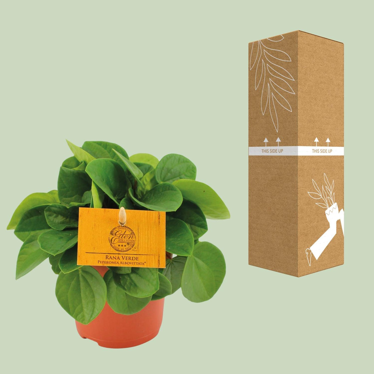 Peperomia Rana Verde – Ø11 cm, 15 cm høj