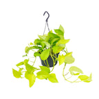 Epipremnum Golden Pothos (scindapsus) – Ø15 cm, 25 cm høj